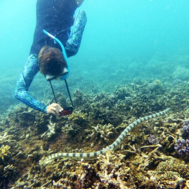 Nenek penyelam bantu peneliti kumpulkan data ular laut beracun. Foto: Claire Goiran/UNC.