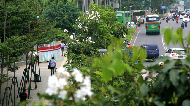 Bunga pohon Tabebuya dengan warna putih bermekaran di sepanjang Jalan Sudirman. Foto: Nugroho Sejati/kumparan