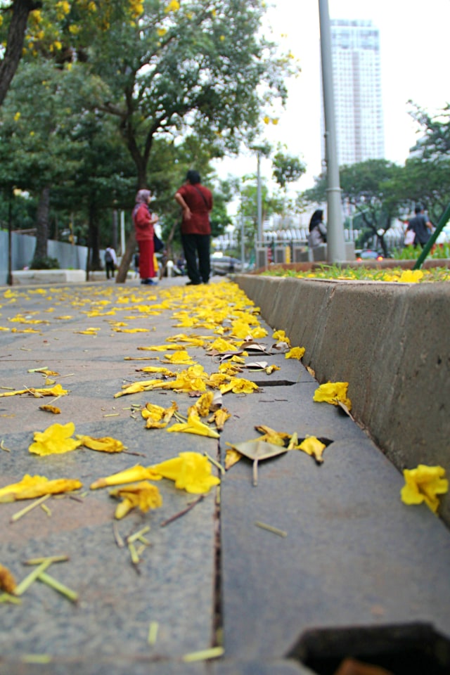 Foto Indahnya Bunga Tabe a di Sepanjang Jalan Sudirman