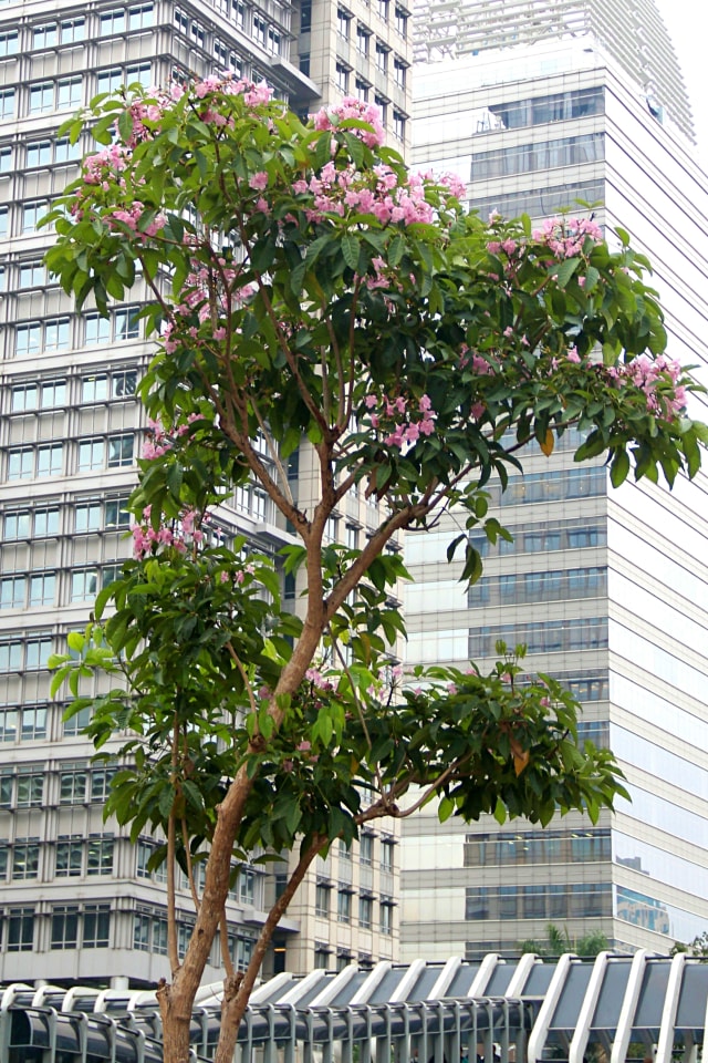 Bunga pohon Tabebuya dengan warna merah muda mulai bermekaran. Foto: Nugroho Sejati/kumparan