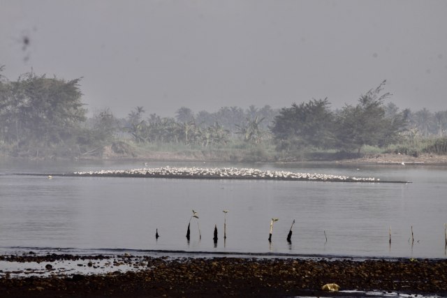 Luasan delta di tengah muara Sungai Progo yang menjadi habitat Dara Laut Jambul, burung penetap dan sebagian juga merupakan burung migran, setiap tahun terus mengecil. Foto oleh : Maya Vita