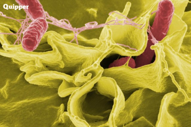 Manfaat Virus Bagi Kehidupan Manusia Kumparan Com