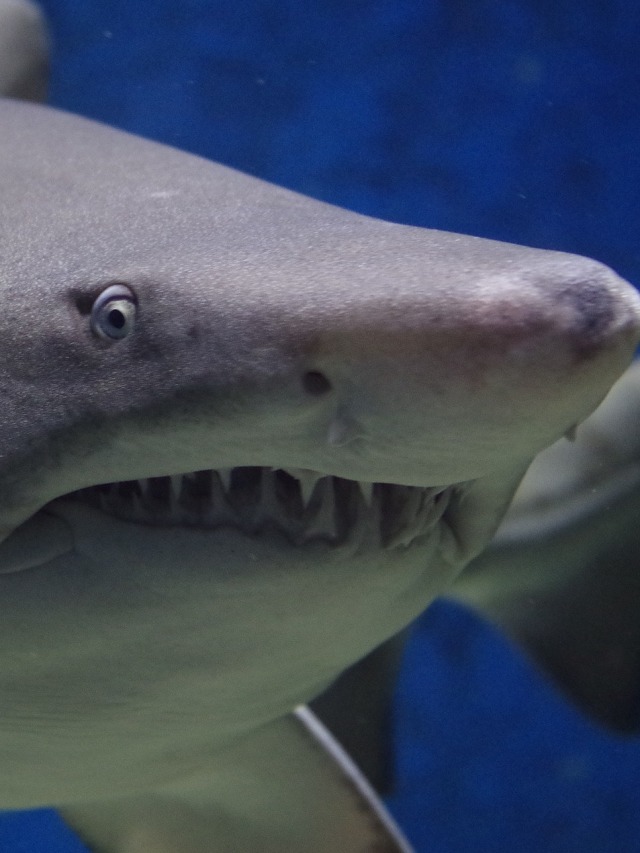 Ilustrasi serangan ikan hiu. Foto: Pixabay
