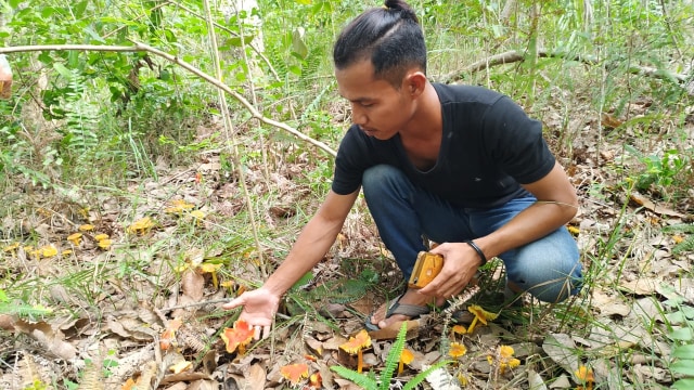 Salah satu Tokoh Pemuda Desa Tanjungpura, Rusdi, sedang memetik Jamur Tiur di sekitar kebun karet miliknya.(babelhits) 