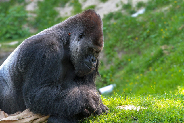 Ilustrasi gorila sedang asyik bermain sendiri Foto: Pixabay/5598375