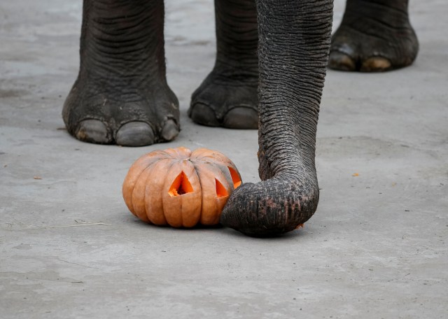 Perayaan Halloween di kebun binatang di Kiev, Ukraina, Gajah