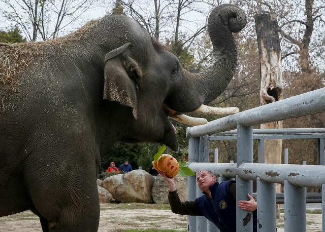Perayaan Halloween di kebun binatang di Kiev, Ukraina, Gajah