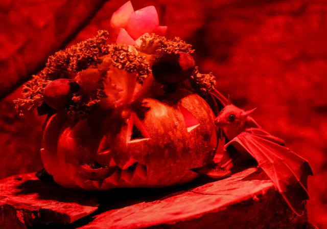 Perayaan Halloween di kebun binatang di Kiev, Ukraina, Kelelawar buah Mesir