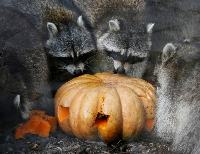 Perayaan Halloween di kebun binatang di Kiev, Ukraina, rakun