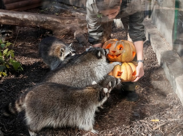 Perayaan Halloween di kebun binatang di Kiev, Ukraina, Gajah