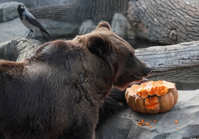 Perayaan Halloween di kebun binatang di Kiev, Ukraina, beruang