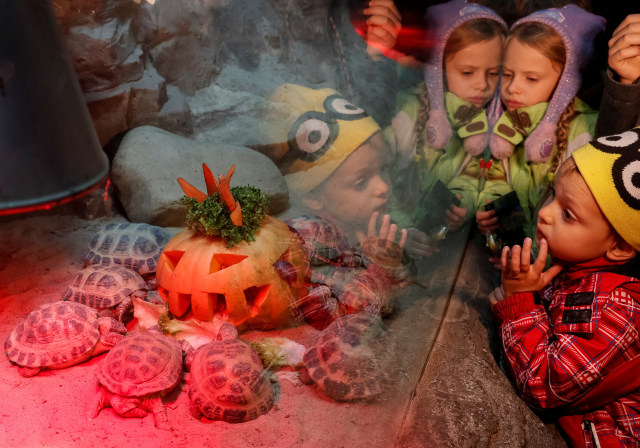 Perayaan Halloween di kebun binatang di Kiev, Ukraina, Gajah