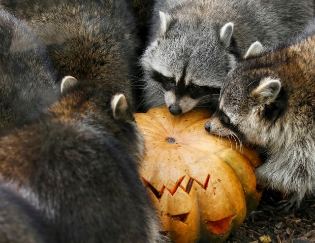 Perayaan Halloween di kebun binatang di Kiev, Ukraina, Gajah