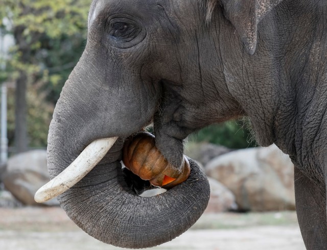 Perayaan Halloween di kebun binatang di Kiev, Ukraina, Gajah