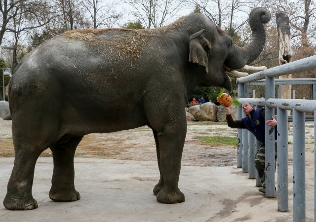 Perayaan Halloween di kebun binatang di Kiev, Ukraina, Gajah