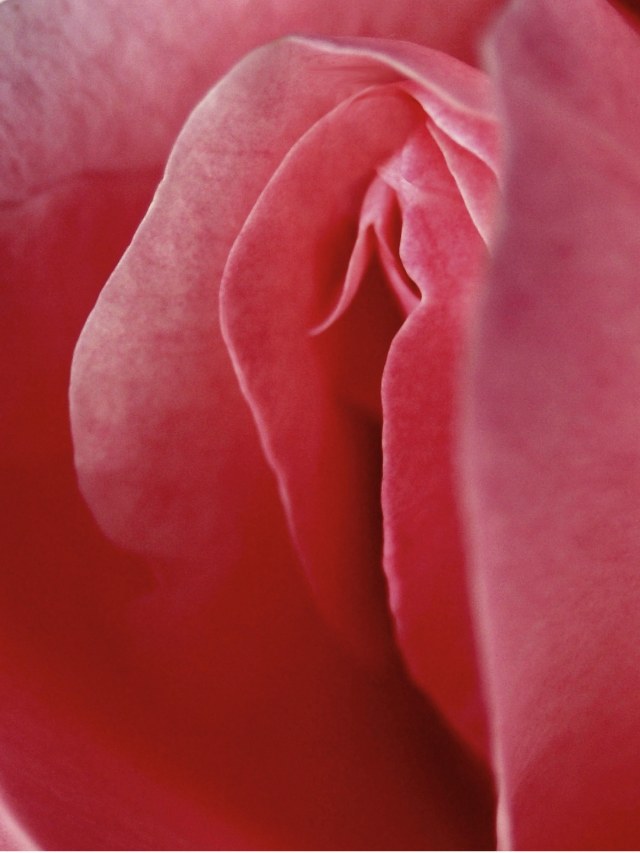 Ilustrasi vagina. Foto: shutterstock