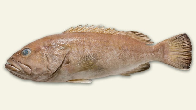Ikan kakap
