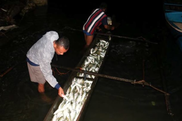 Hasil tangkapan ikan dari tradisi balobe, foto: Aditya Nugroho 