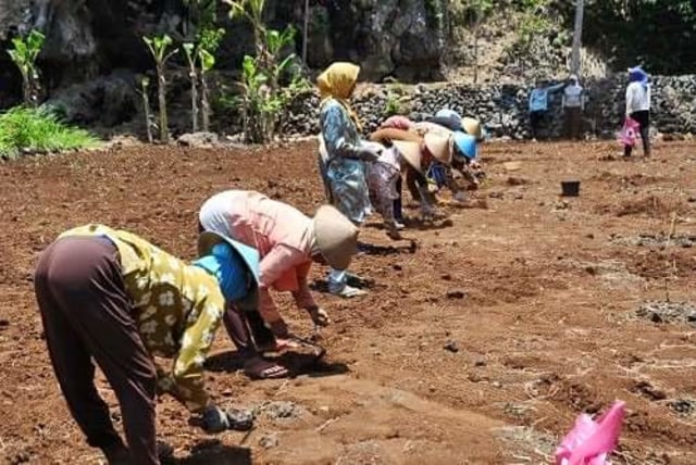 Para petani sedang mengolah tanah untuk menyambut hujan. Foto: Istimewa.