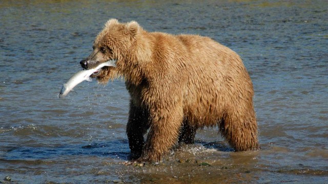 Foto: Beruang di Alaska sedang mencari makan untuk mempersiapkan diri menghadapi musim dingin.