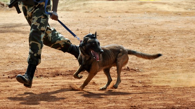 Donald Trump Undang Conan, Anjing Pemburu Baghdadi, ke Gedung Putih (570290)