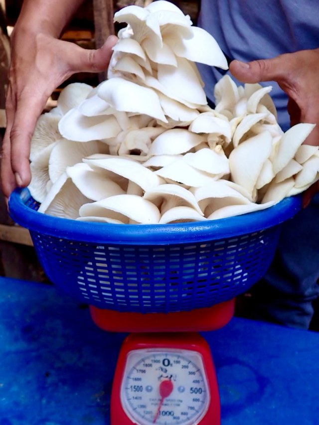 Menimbang jamur tiram yang berhasil dibudidayakan Syukri. Foto: Suparta/acehkini