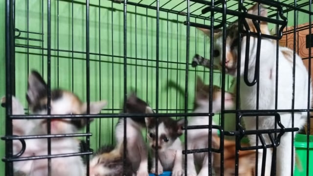 Mengenal Yanuarman, u0027Pahlawanu0027 bagi Kucing-kucing Jalanan di Aceh 