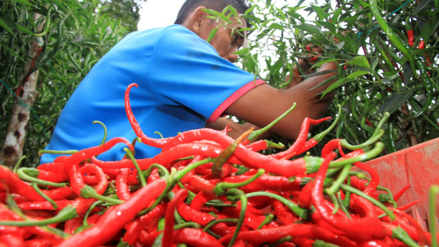 Pekerja memetik cabai merah saat panen di kawasan perkebunan cabai Desa Suak Timah, Samatiga, Aceh Barat, Aceh. Foto: ANTARA FOTO/Syifa Yulinnas