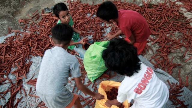 Aktivitas anak-anak petani di Kelurahan Salahuddin, Ternate, di seore hari, membantu orang tua mereka mengangkat kayu manis setelah dijemur. Foto: Gustam Jambu/cermat