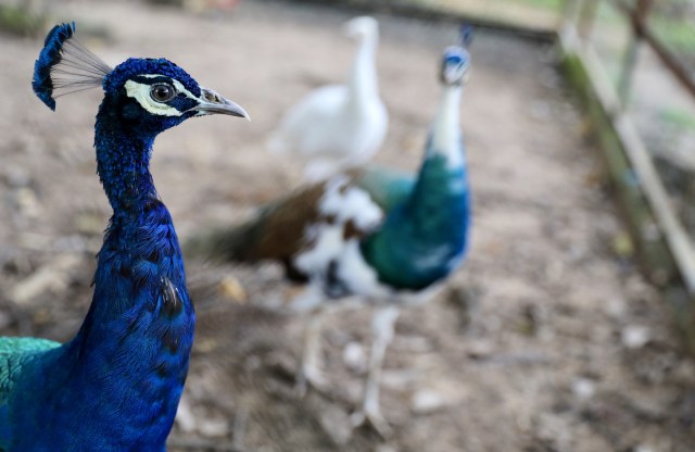 merak biru merak india di taman safari jantho (2).JPG