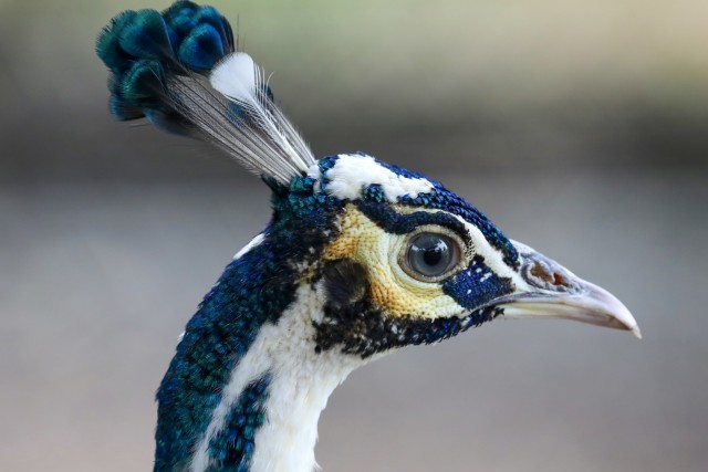 merak biru merak india di taman safari jantho (1).JPG