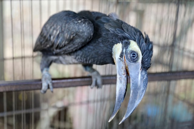 Taman Safari Gunung Putih Lestari (21).JPG