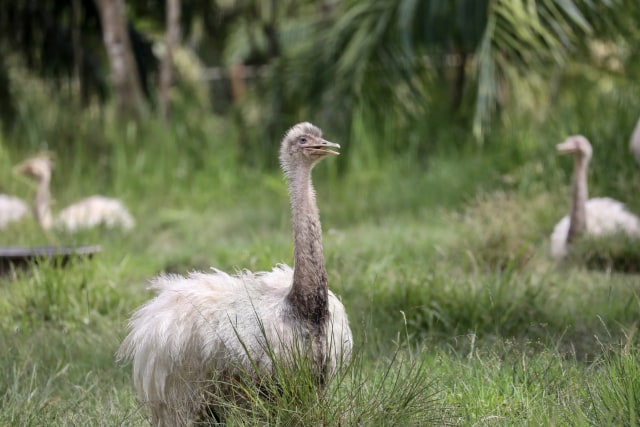 Taman Safari Gunung Putih Lestari (1).JPG
