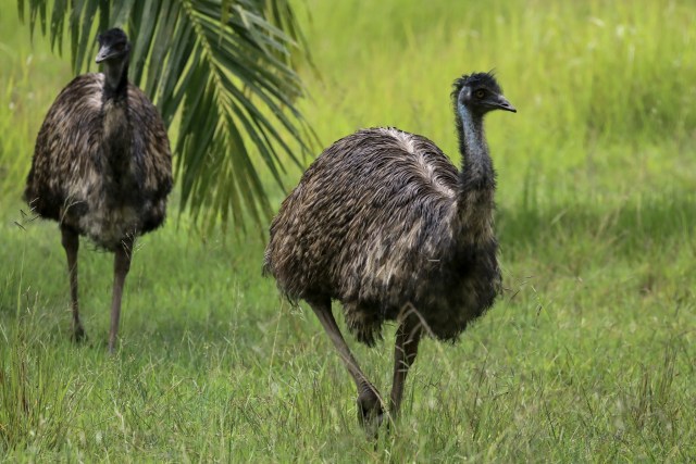 Taman Safari Gunung Putih Lestari (28).JPG