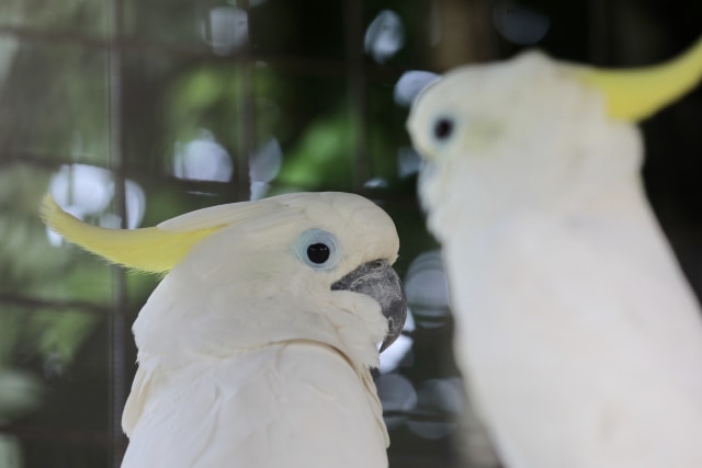 Taman Safari Gunung Putih Lestari (15).JPG
