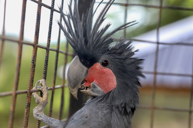 Taman Safari Gunung Putih Lestari (17).JPG