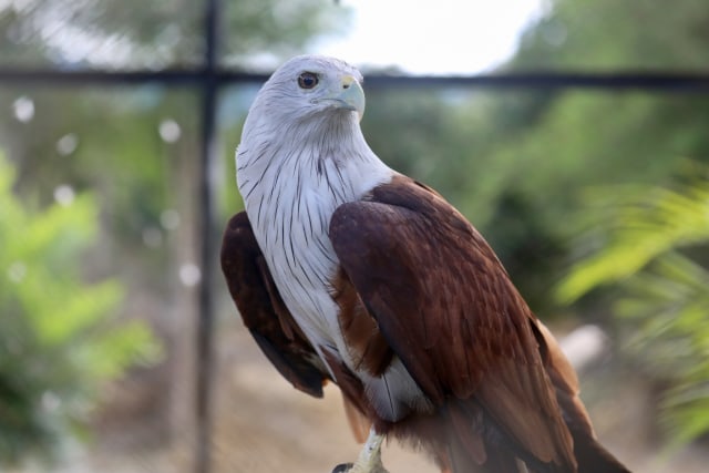 Taman Safari Gunung Putih Lestari (10).JPG