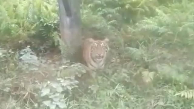 PENAMPAKAN Harimau Sumatera di KM 23 dalam kawasan konsesi minyak PT BOB-BSP, Siak. 