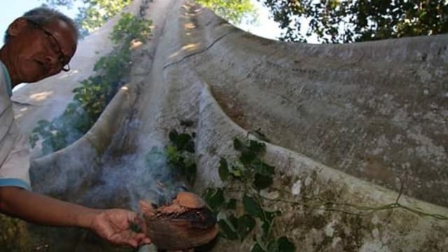 Ritual memanggil lebah oleh pawang lebah di kawasan hutan Pematang Damar, Jambi. Foto: Suwandi