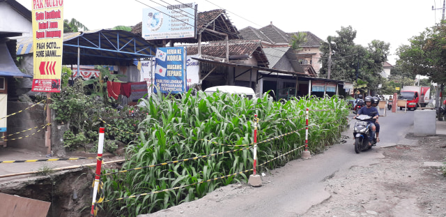 Suasana kebun jagung yang terletak di Jalan Babaran Barat di Kecamatan Umbulharjo, Yogyakarta. foto: Dion