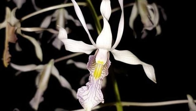 Dendrobium nagataksaka.
