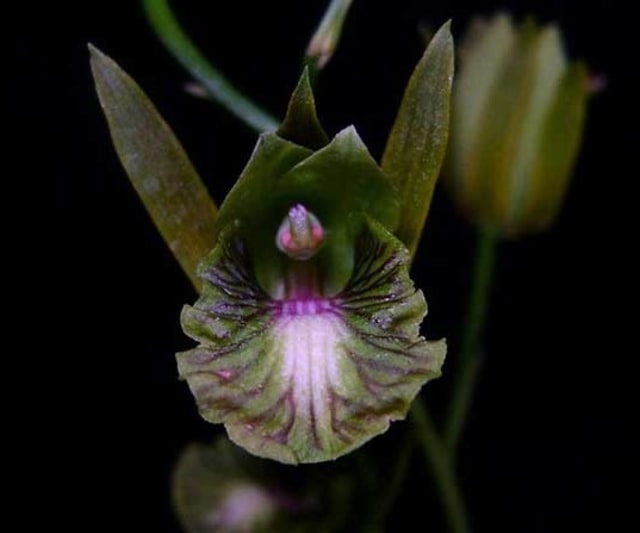 Eulophia lagaligo.