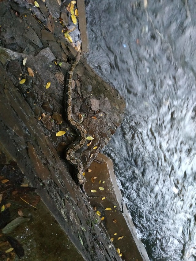 Penemuan ular piton dengan panjang sekitar 3,5 meter di tepi aliran Sungai Cikapundung, Jalan Cikapundung Barat, pada Selasa (5/11). Foto: Rachmadi Rasyad/kumparan