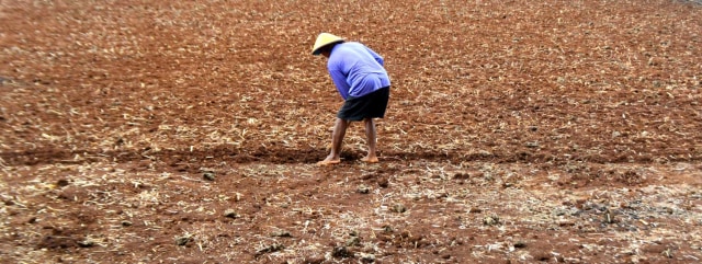 Mbah Prapto, among tani di Guyangan, Kemiri, Gunungkidul sedang menggarap lahan kering. Foto oleh : Nara