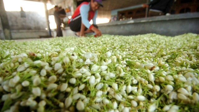 Seorang pekerja memilah bunga melati di rumah industri melati Desa Bandengan, Kabupaten Tegal, Jawa Tengah. Foto: ANTARA FOTO/Oky Lukmansyah