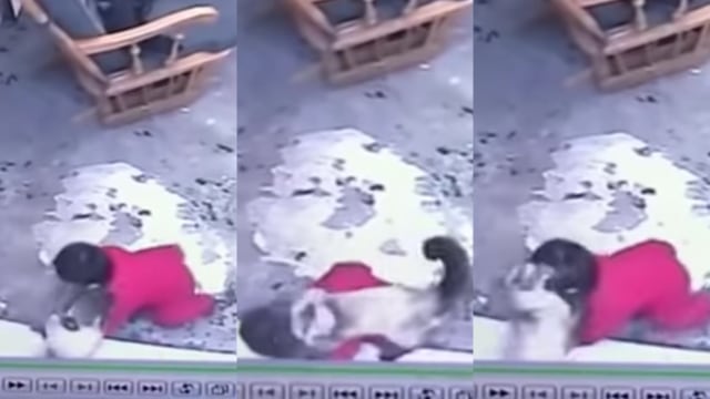 Viral Video Kucing Cegah Bayi Jatuh dari Tangga (71653)