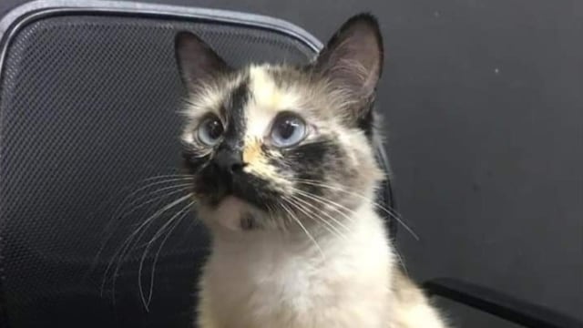 Viral Video Kucing Cegah Bayi Jatuh dari Tangga (71655)