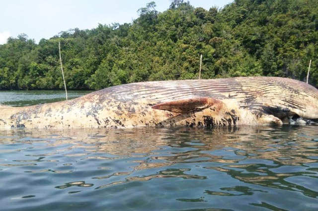 Bangkai Paus biru yang terdampar di Pantai Amabi, Kabupaten Kepulauan Yapen, Papua. (Foto Agies) 