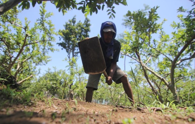 Seorang buruh tani sedang menggarap lahan perkebunan jambu yang direncanakan dijadikan sirkuit di Desa Karanggedong, Kecamatan Ngadirejo, Kabupaten Temanggung, Kamis (7/11/2019). Foto: ari