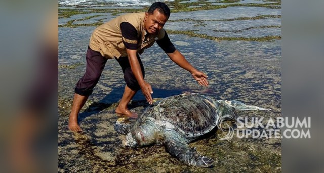 Seekor penyu hijau ditemukan mati di pesisir Pantai Cibanteng, Kecamatan Ciracap, Kabupaten Sukabumi, Jumat (8/11/2019). | Sumber Foto:Ragil Gilang.